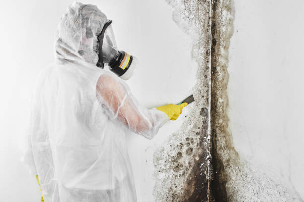 Best Mold Testing and Removal  in Desloge, MO