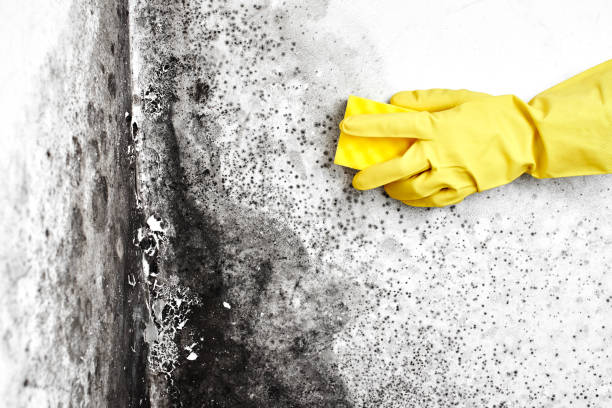 Best Fast Mold Removal  in Desloge, MO