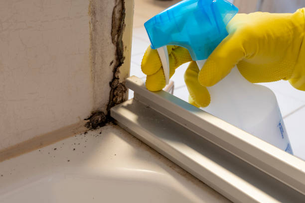 Best Fast Mold Removal  in Desloge, MO