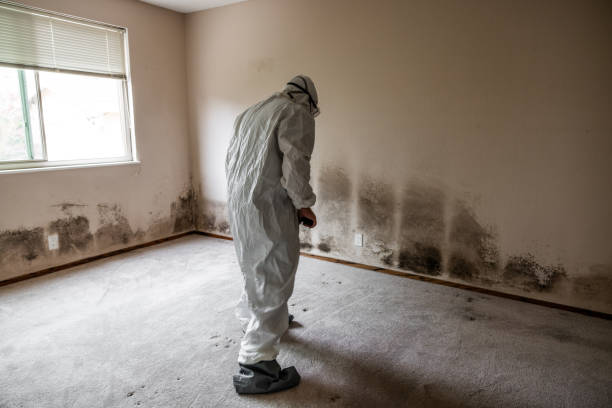 Best Black Mold Removal  in Desloge, MO