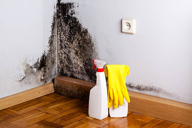 Best Toxic Mold Removal  in Desloge, MO