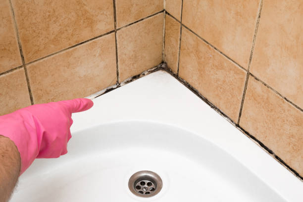 Best Mold Damage Repair  in Desloge, MO